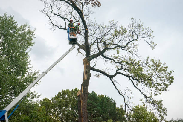 Best Arborist Consultation Services  in Howell, MI