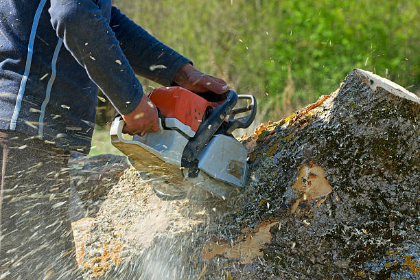 Best Tree and Shrub Care  in Howell, MI