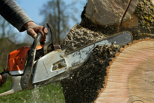 Best Storm Damage Tree Cleanup  in Howell, MI